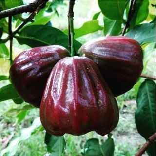 Dalhari Water Apple Plant | Sweet Juicy Jamrul | Premium Grafted Hybrid