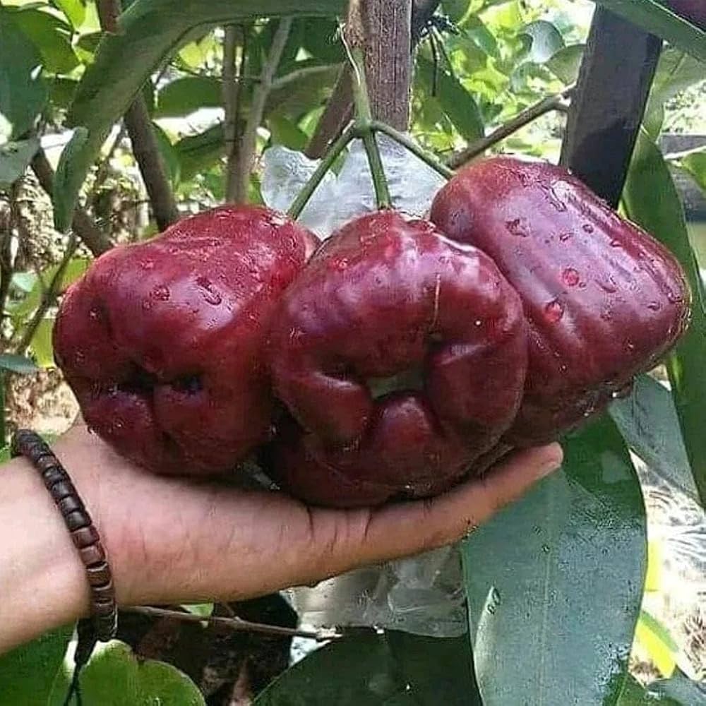 Dalhari Water Apple Plant | Sweet Juicy Jamrul | Premium Grafted Hybrid — photo 2