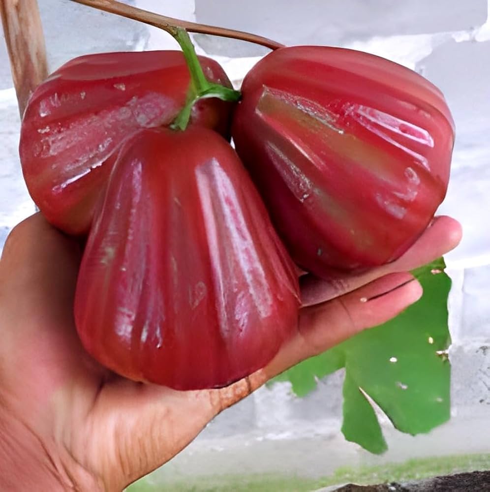 Dalhari Water Apple Plant | Sweet Juicy Jamrul | Premium Grafted Hybrid — photo 3