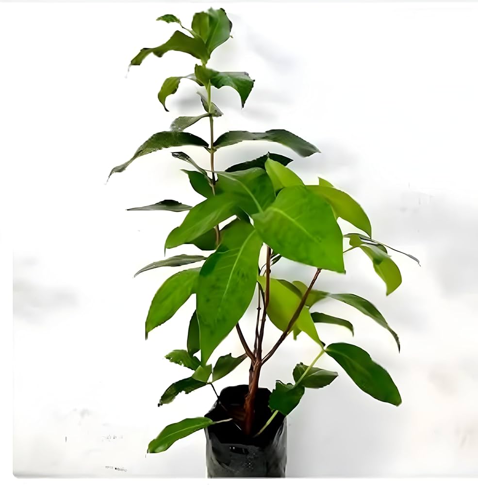 Dalhari Water Apple Plant | Sweet Juicy Jamrul | Premium Grafted Hybrid — photo 4