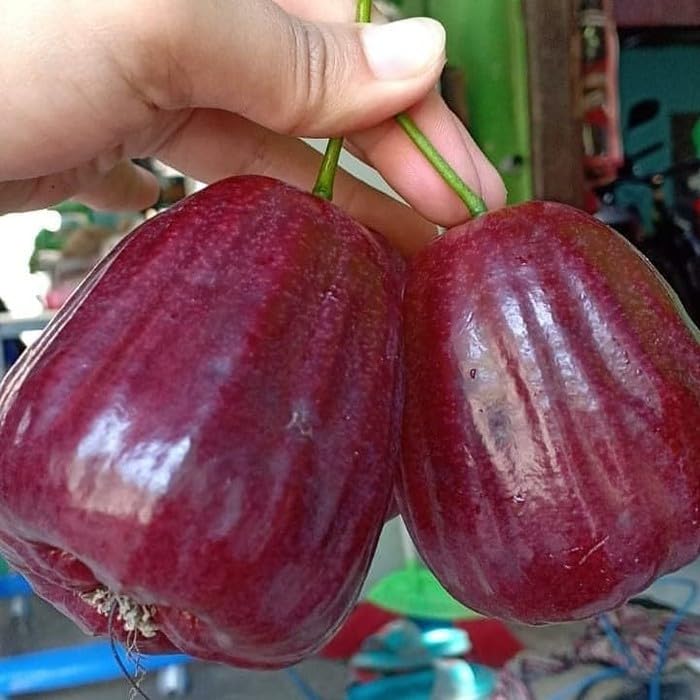 Dalhari Water Apple Plant | Sweet Juicy Jamrul | Premium Grafted Hybrid — photo 5