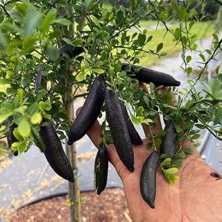 Black Finger Lemon Plant | Long Dark Lemon | Premium Grafted Hybrid