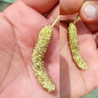 White Long Mulberry Plant | Sweet White Mulberries | Premium Grafted Hybrid