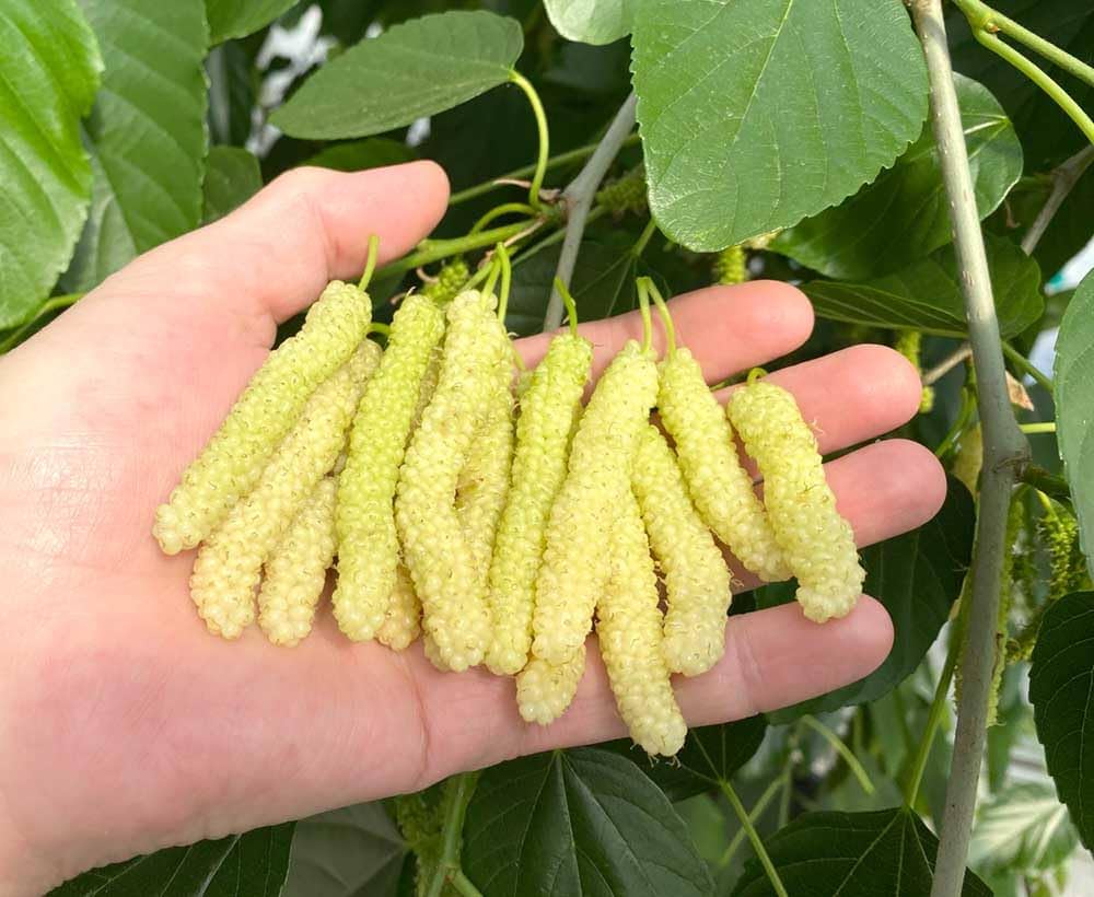 White Long Mulberry Plant | Sweet White Mulberries | Premium Grafted Hybrid — photo 2