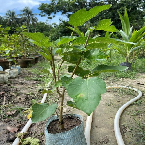 White Long Mulberry Plant | Sweet White Mulberries | Premium Grafted Hybrid — photo 3