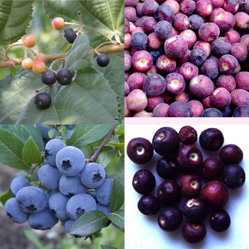 Hybrid Falsa Plant | Sweet Tangy Berries | Premium Early Fruiting Variety