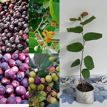 Hybrid Falsa Plant | Sweet Tangy Berries | Premium Early Fruiting Variety — photo 2