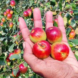 Miss India Ber Plant | Sweet Crispy Ber | Premium Grafted Hybrid