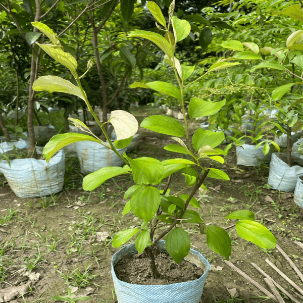 Miss India Ber Plant | Sweet Crispy Ber | Premium Grafted Hybrid — photo 2