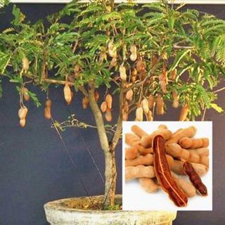 Sweet Tarmarek (Imali) Fruit Plant