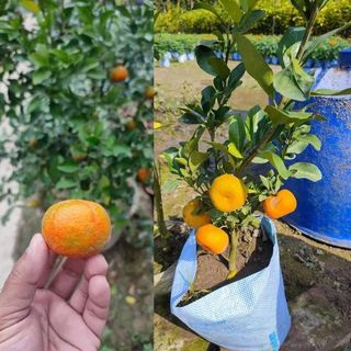 Pell Sweet Orange Plant | Juicy Sweet Oranges | Premium Grafted Hybrid