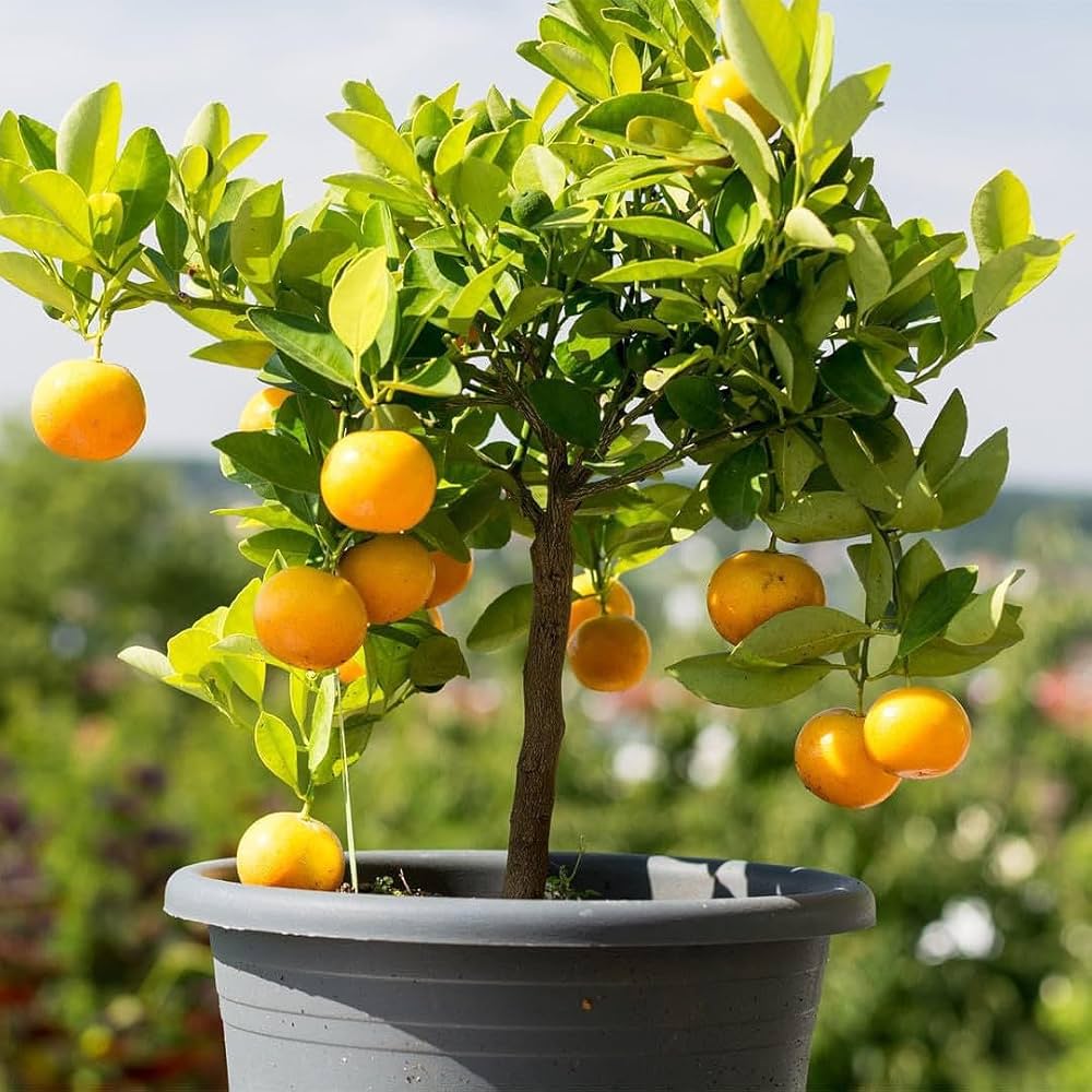 Pell Sweet Orange Plant | Juicy Sweet Oranges | Premium Grafted Hybrid — photo 2
