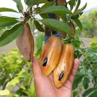 Banana Chiku Plant | Sweet Long Sapota | Premium Grafted Hybrid