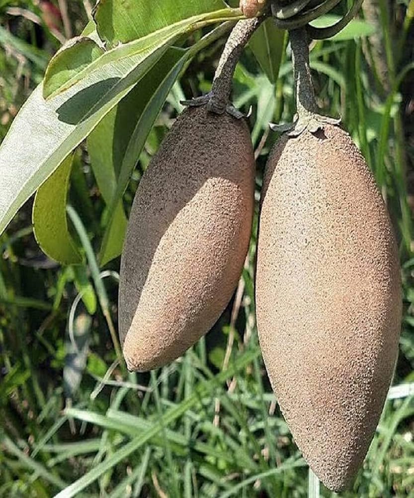 Banana Chiku Plant | Sweet Long Sapota | Premium Grafted Hybrid — photo 2
