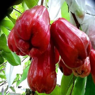 Red Missile Watter Apple Grafting Plant