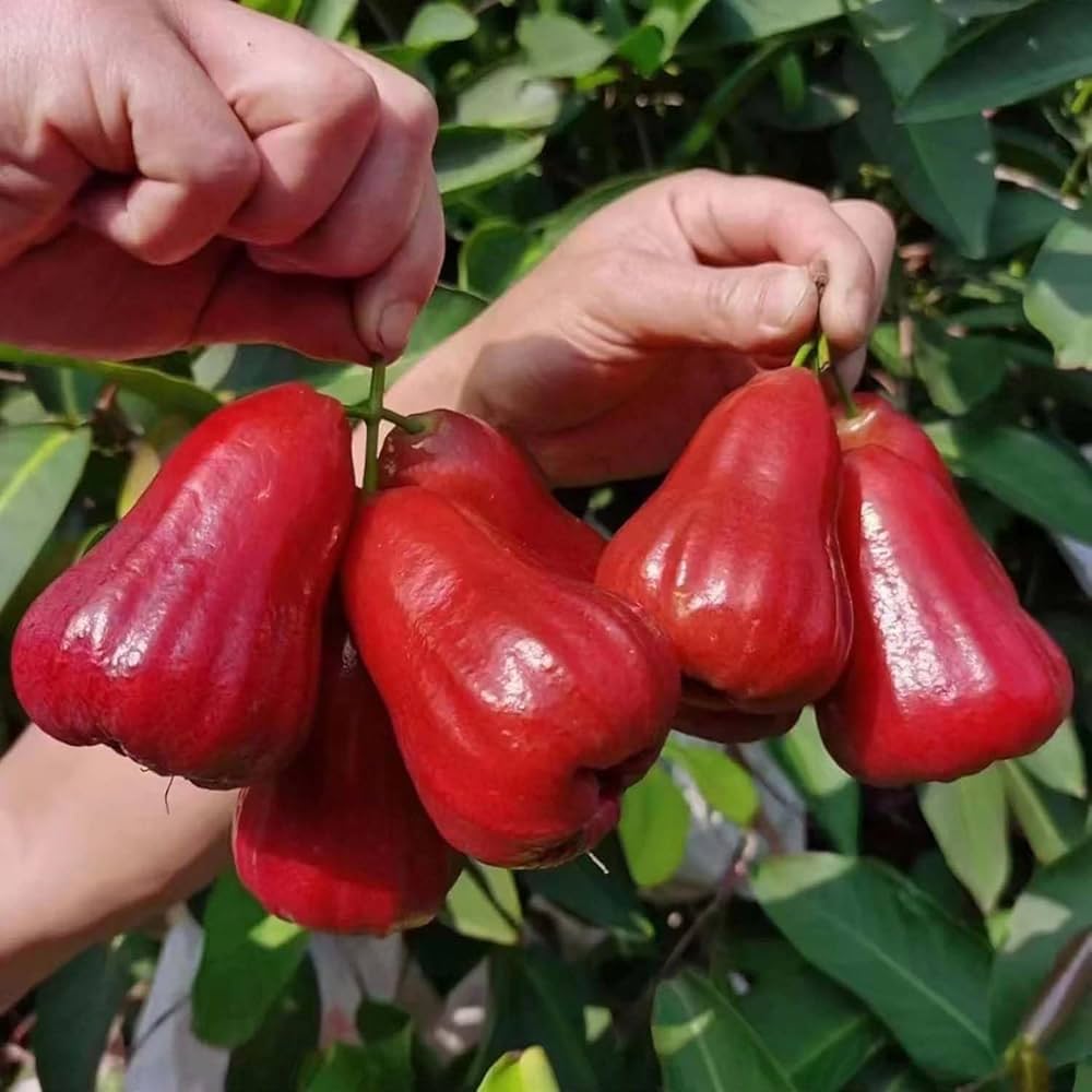 Red Missile Watter Apple Grafting Plant — photo 2