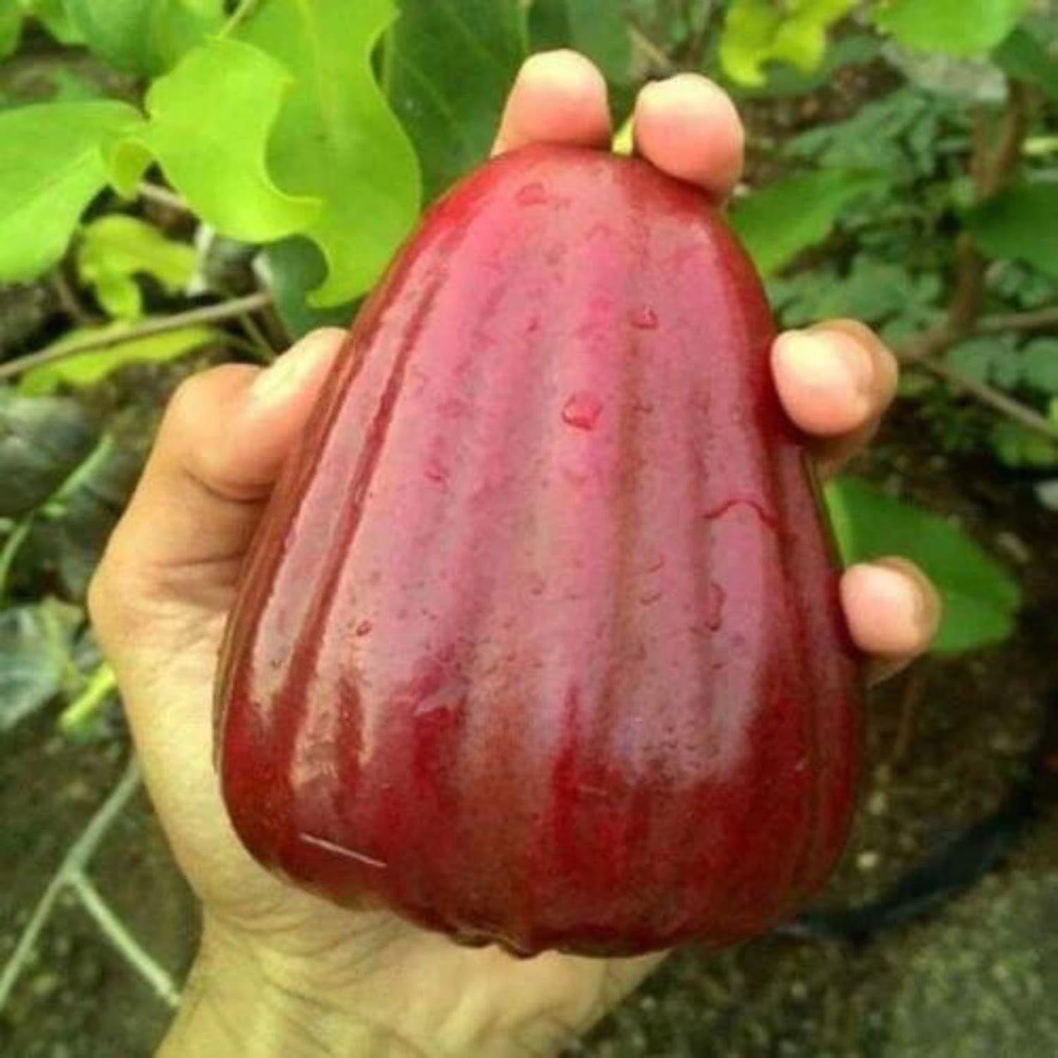 Red Missile Watter Apple Grafting Plant — photo 3