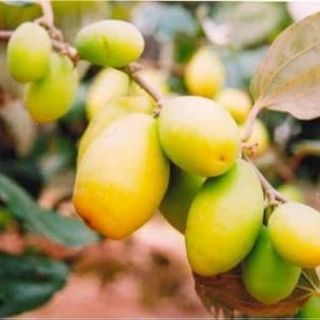 Hybrid Coconut-Ber-Grafting Plant