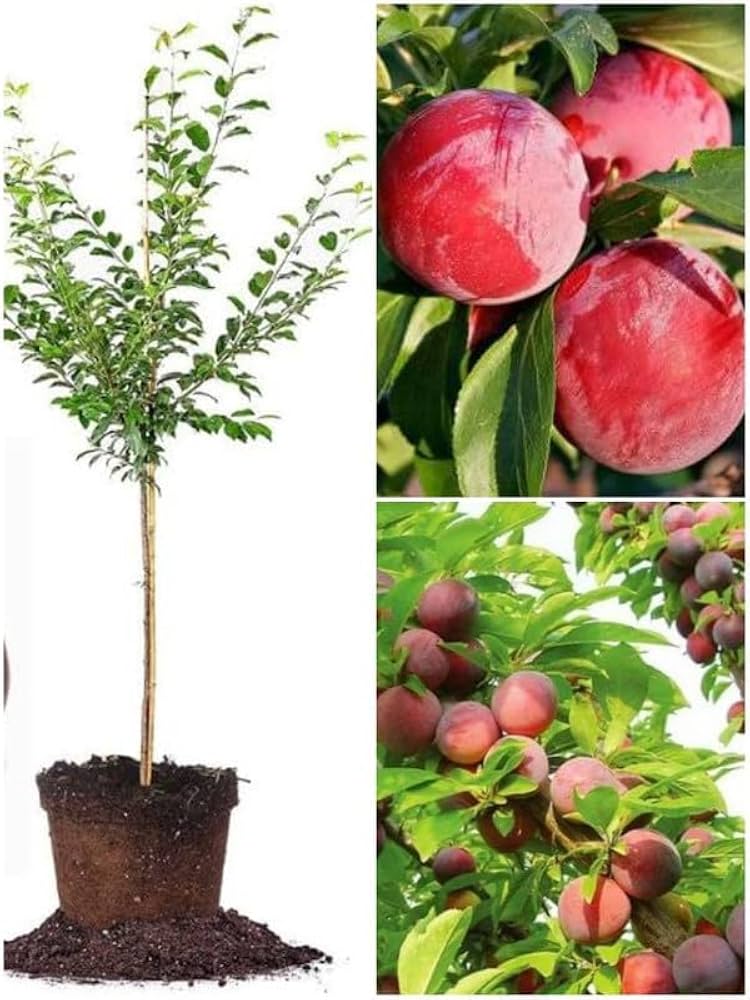 Hybrid Alubukhra-dwarf Hot Climate Grafted Plant — photo 3