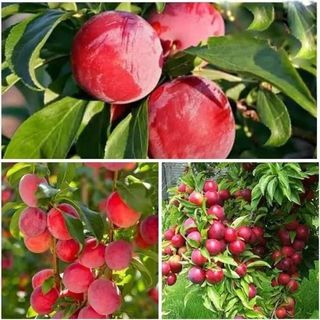 Hybrid Alubukhra-dwarf Hot Climate Grafted Plant — photo 4