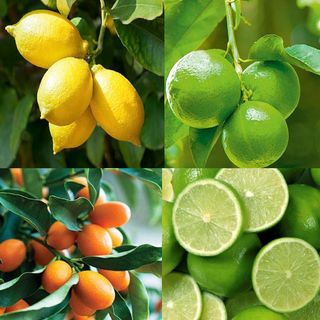 Kagaji Lemon Plant Grafted and Hybrid Plant