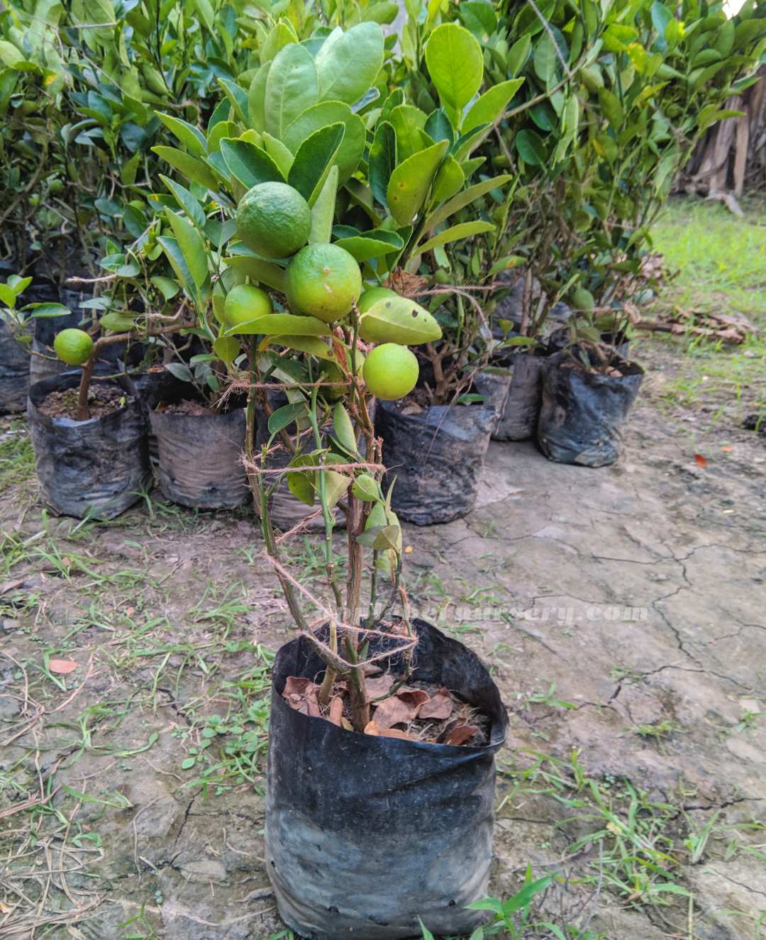 Kagaji Lemon Plant Grafted and Hybrid Plant — photo 2