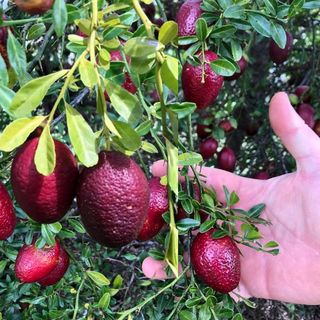 Australian Red Lime Plant | Exotic Red Citrus | Premium Grafted Hybrid