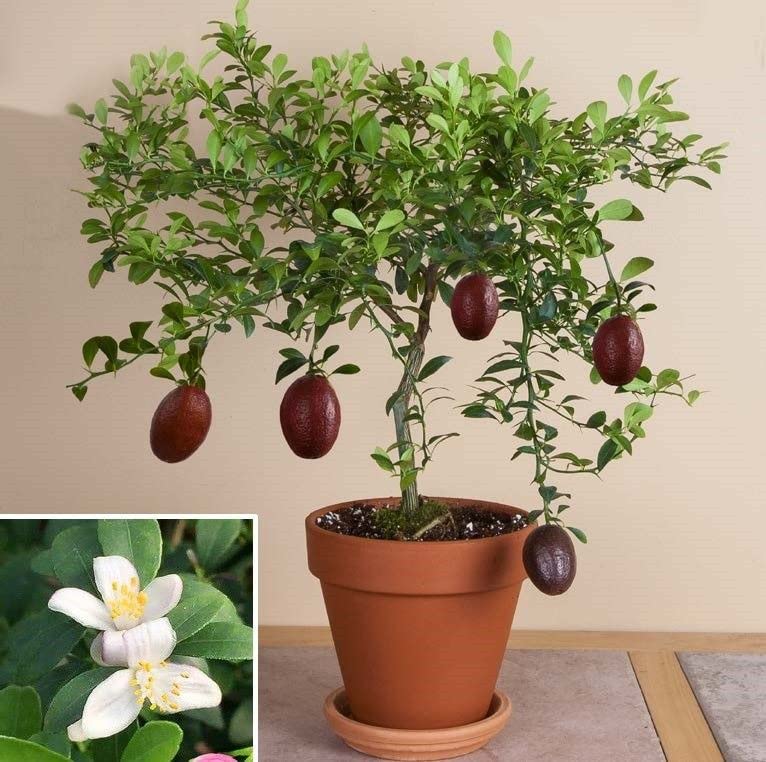 Australian Red Lime Plant | Exotic Red Citrus | Premium Grafted Hybrid — photo 2