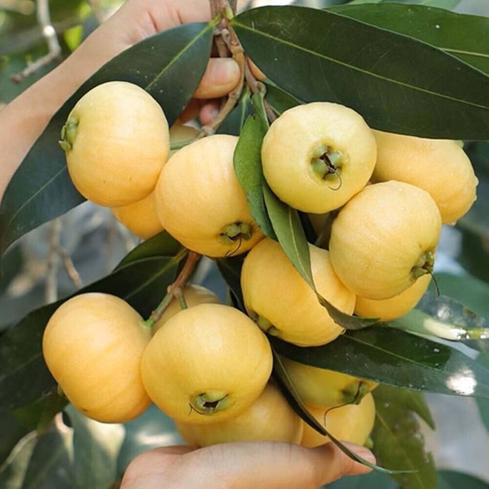 Hybrid Golap-Jamun Grafting Fruit Plant