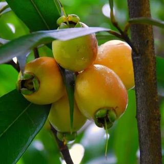 Hybrid Golap-Jamun Grafting Fruit Plant — photo 2