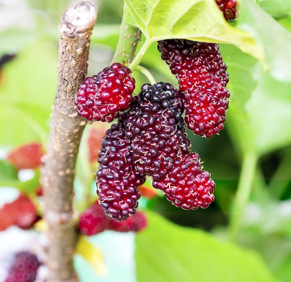 Hybrid Kanva-2 Mulberry Grafted Plant