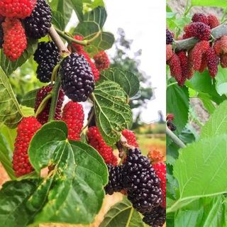 Hybrid Kanva-2 Mulberry Grafted Plant — photo 2