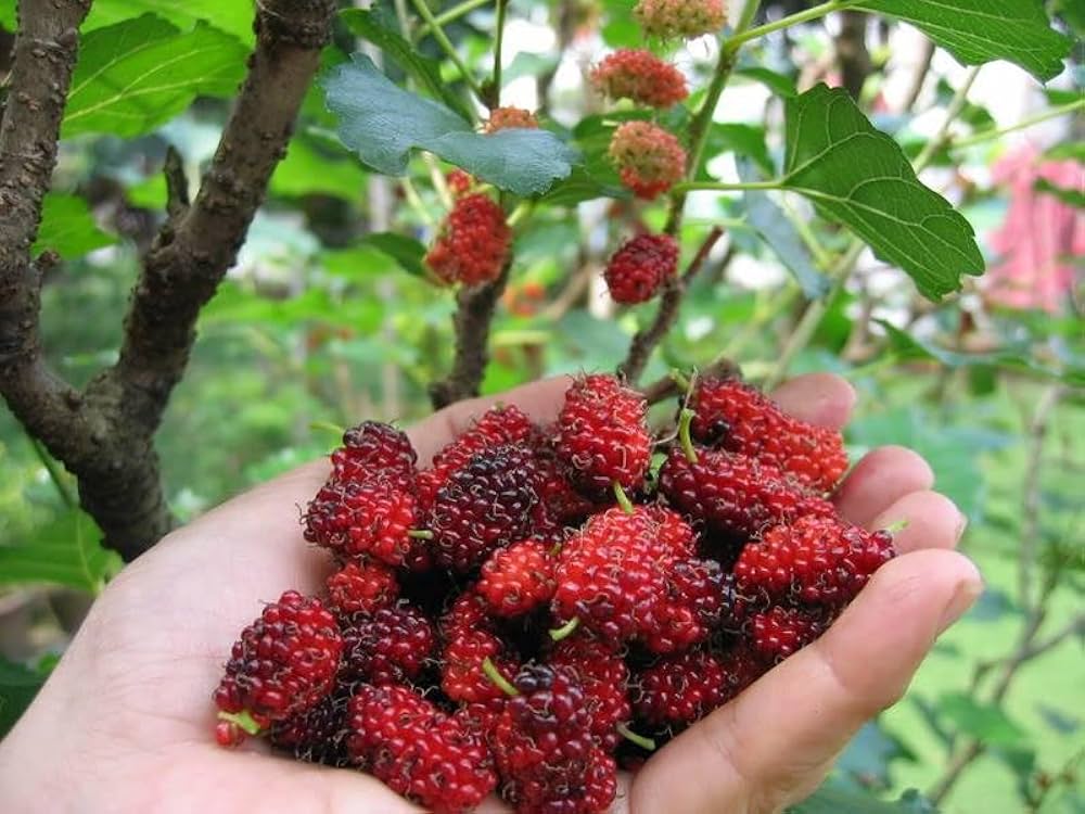 Hybrid Kanva-2 Mulberry Grafted Plant — photo 3