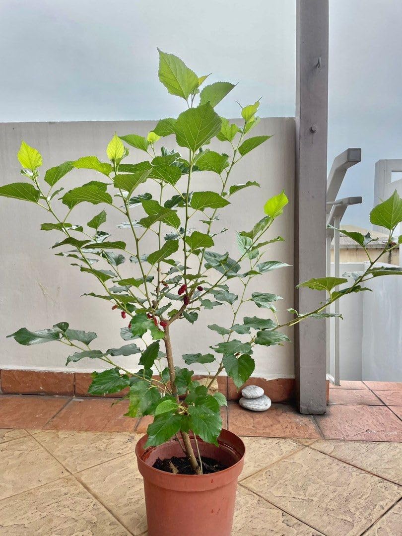 Hybrid Kanva-2 Mulberry Grafted Plant — photo 4