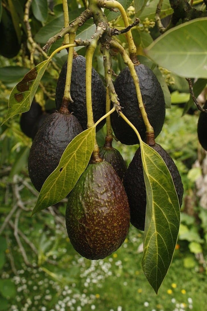 Hybrid Hot-Climate Avocado Grafted Plant
