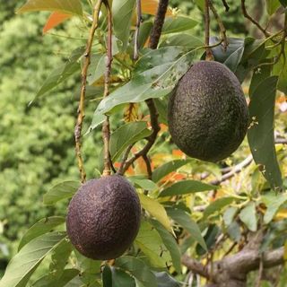 Hybrid Hot-Climate Avocado Grafted Plant — photo 2