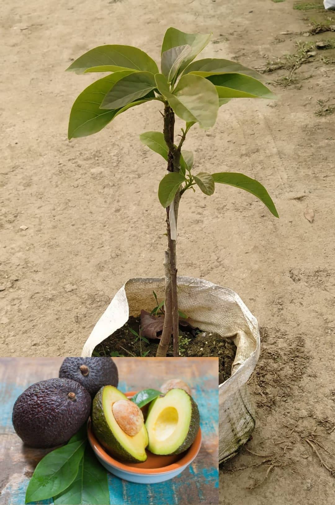 Hybrid Hot-Climate Avocado Grafted Plant — photo 3