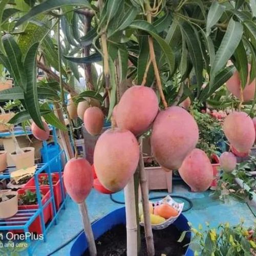 Japanese Miyazaki Mango Plant | Ruby Red Sweet Mango | Premium Grafted Hybrid