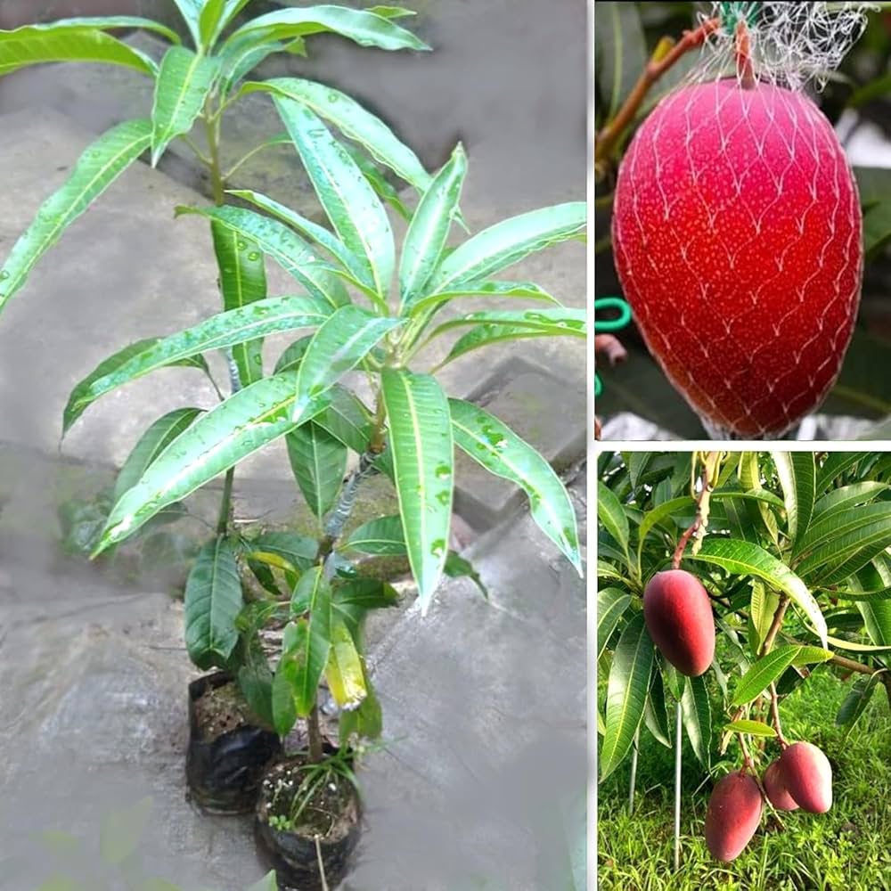 Japanese Miyazaki Mango Plant | Ruby Red Sweet Mango | Premium Grafted Hybrid — photo 2