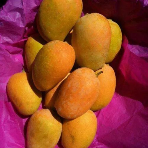 Kesar Mango Plant | Sweet Saffron Mango | Premium Grafted Hybrid — photo 2