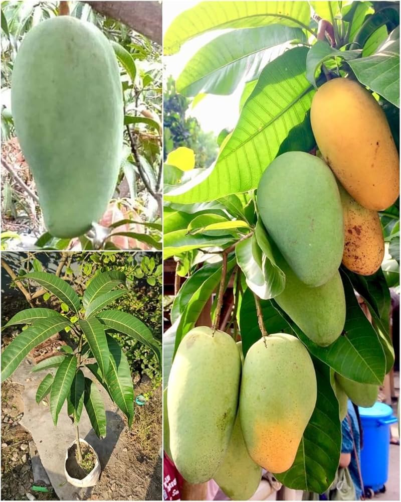 Nurjahan Mango Plant | Giant Sweet Mango | Premium Grafted Hybrid