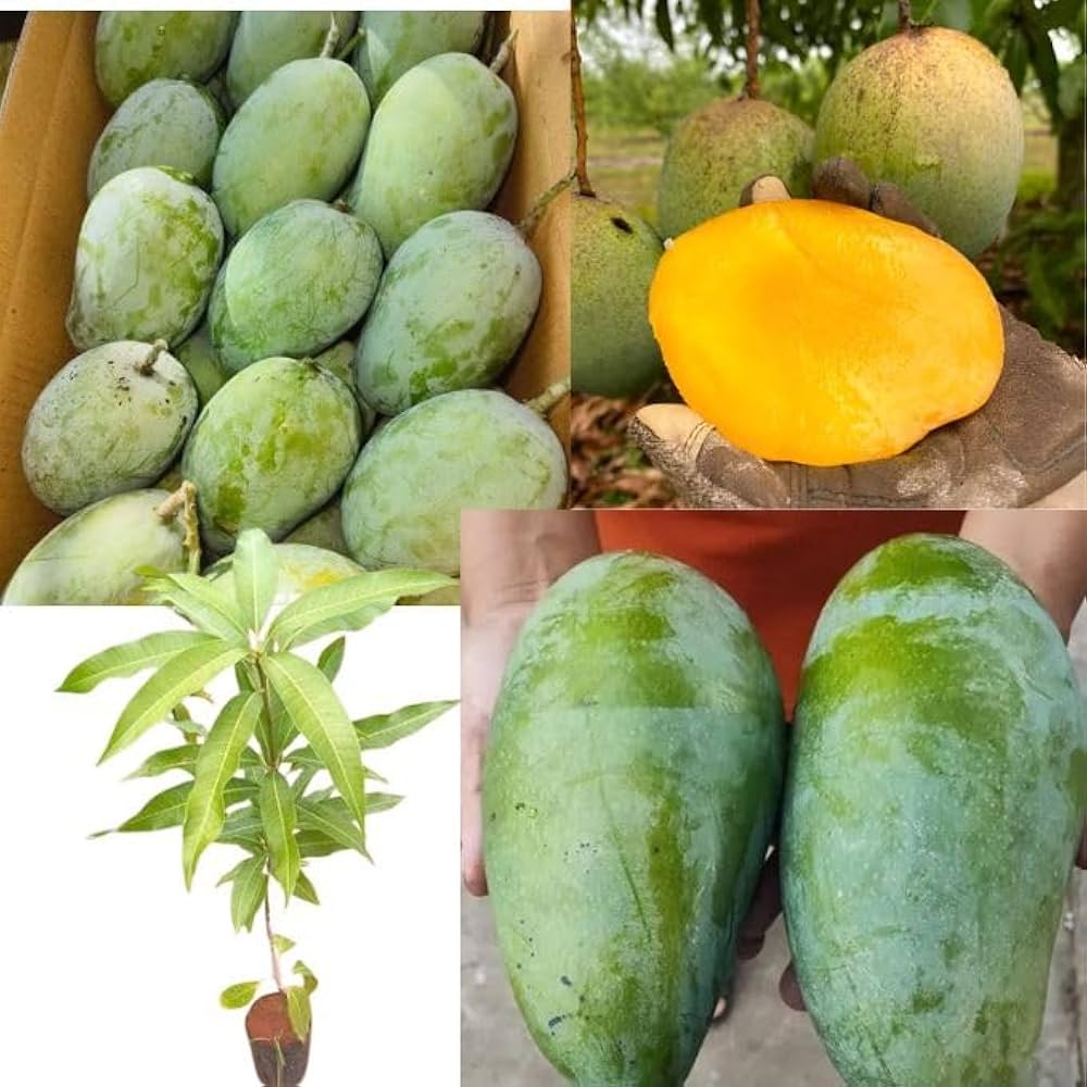Nurjahan Mango Plant | Giant Sweet Mango | Premium Grafted Hybrid — photo 2