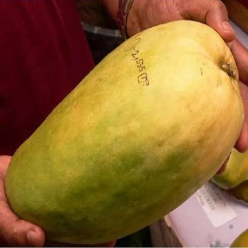Nurjahan Mango Plant | Giant Sweet Mango | Premium Grafted Hybrid — photo 3