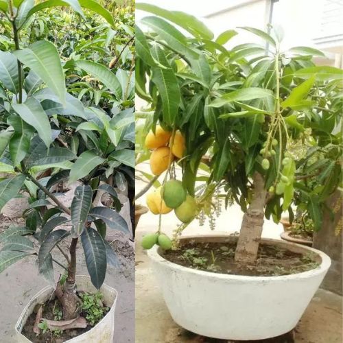 Thai All-Time Mango Plant | Multi-Season Sweet Mango | Premium Grafted Hybrid