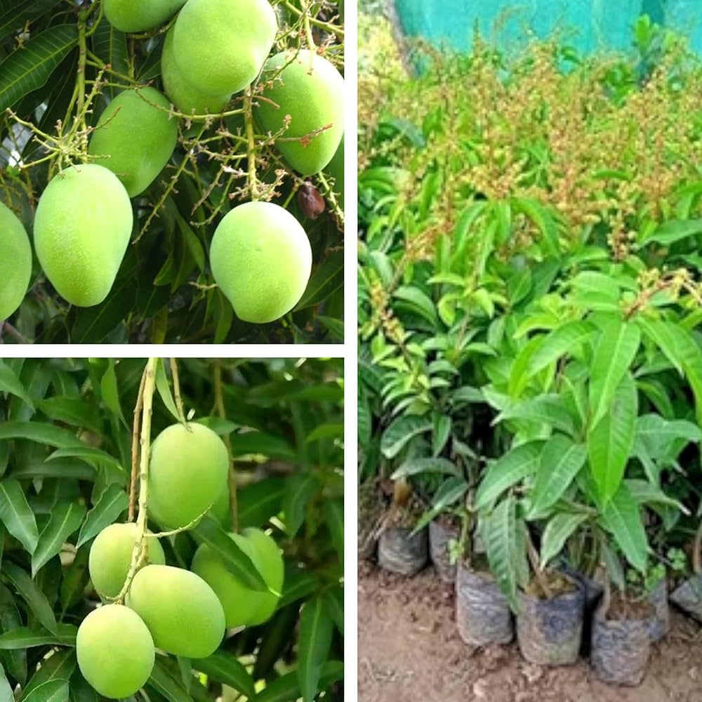 Thai All-Time Mango Plant | Multi-Season Sweet Mango | Premium Grafted Hybrid — photo 2