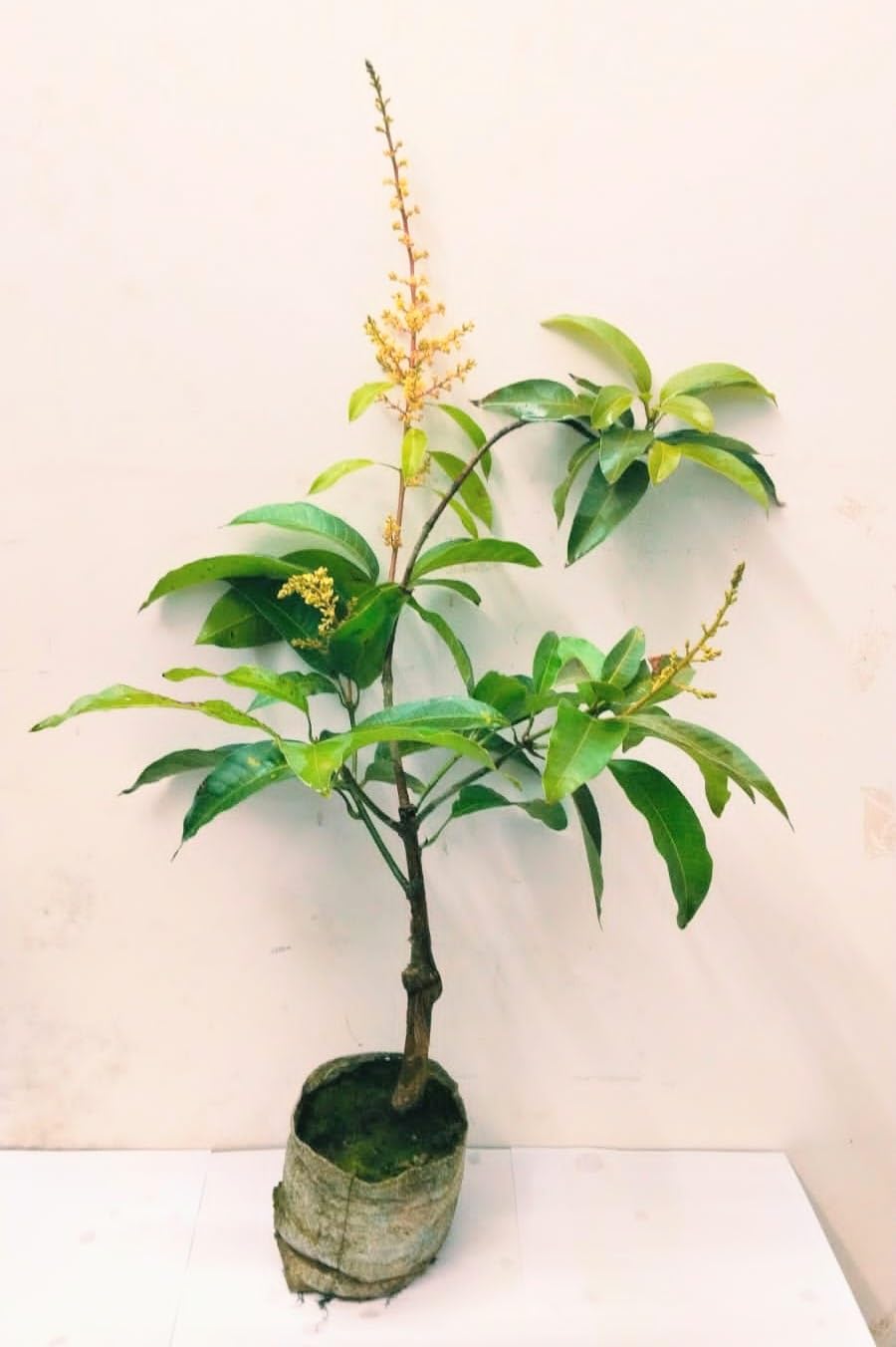 Thai All-Time Mango Plant | Multi-Season Sweet Mango | Premium Grafted Hybrid — photo 3