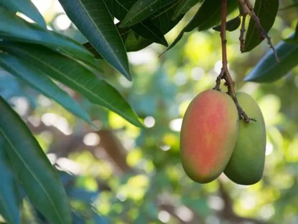 Toledo Mango Plant | Sweet Premium Mango | Early Fruiting Grafted Hybrid