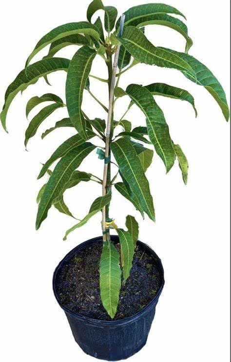 Toledo Mango Plant | Sweet Premium Mango | Early Fruiting Grafted Hybrid — photo 2