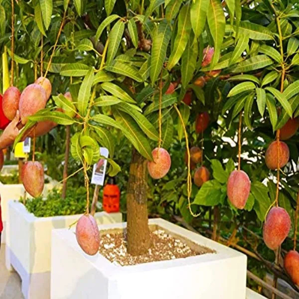 Vastara Mango Plant | Sweet Aromatic Mango | Premium Grafted Hybrid