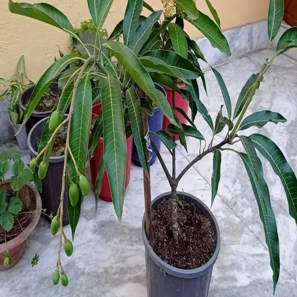 Vastara Mango Plant | Sweet Aromatic Mango | Premium Grafted Hybrid — photo 2